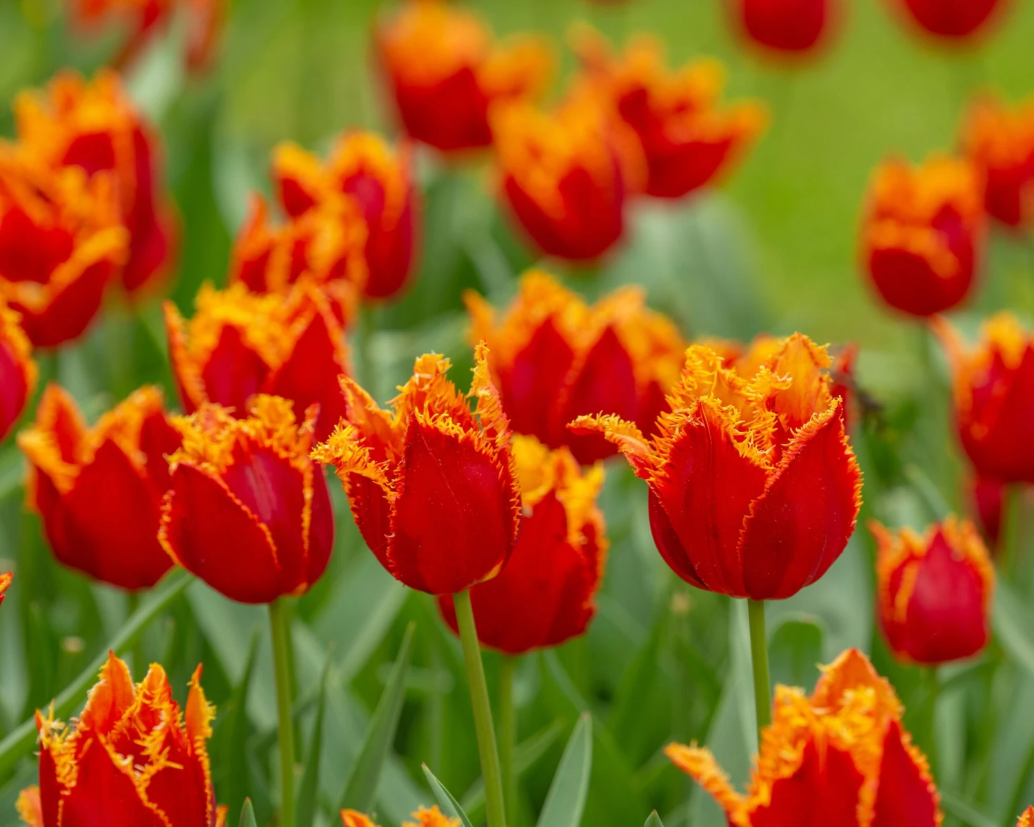 Tulip 'Fabio' 9 Tulip 'Fabio' - Image 7