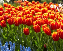 Tulip 'Fabio' 13 Tulip 'Fabio' -Beauty Flowers Shop tulip fabio 7