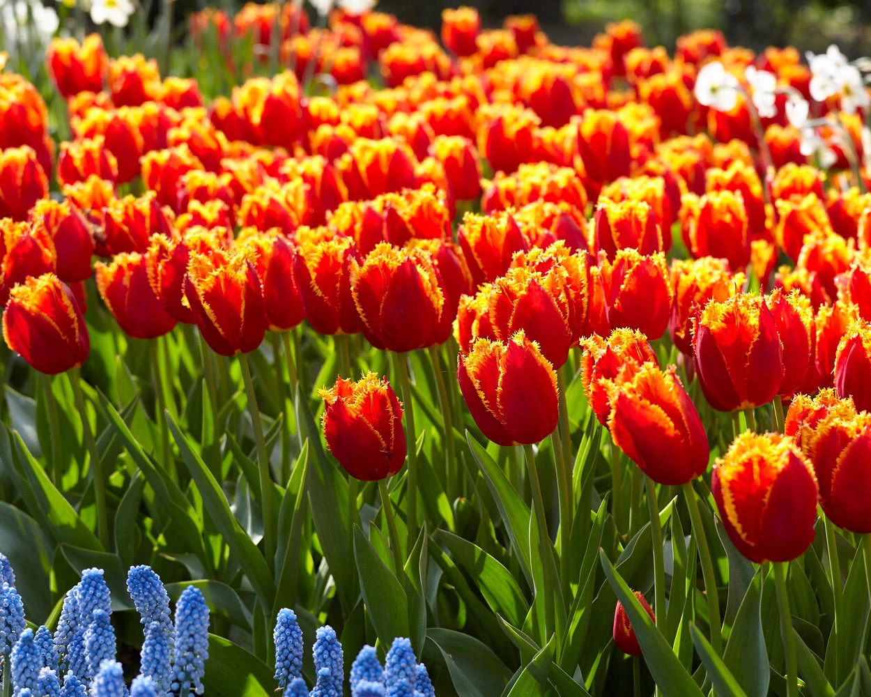 Tulip 'Fabio' 5 Tulip 'Fabio' - Image 3