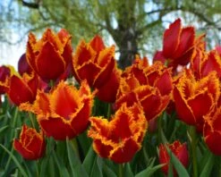 Tulip 'Fabio' 19 Tulip 'Fabio' -Beauty Flowers Shop tulip fabio 8