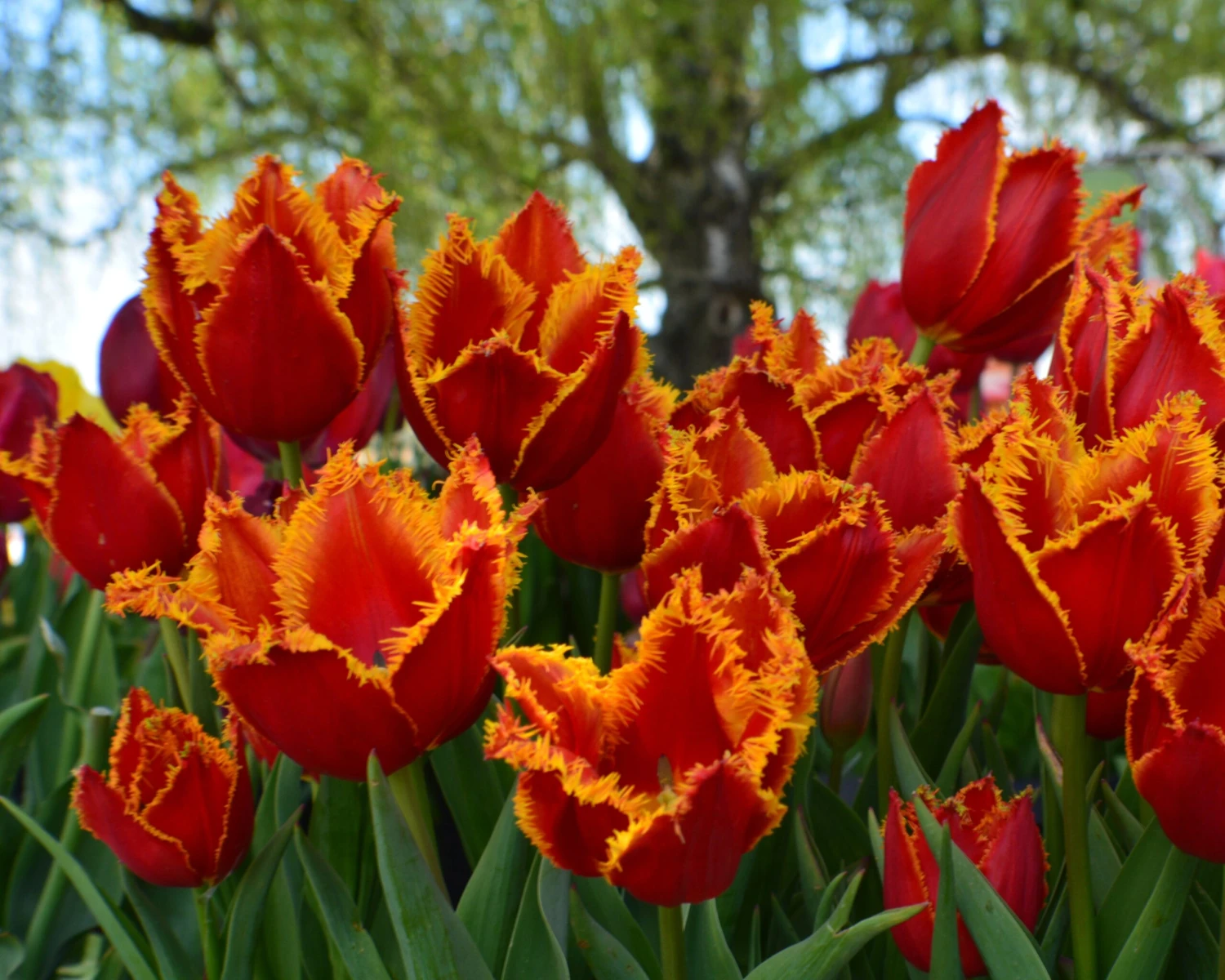 Tulip 'Fabio' 11 Tulip 'Fabio' - Image 9