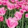 Tulip 'Fancy Frills' 1 Tulip 'Fancy Frills' -Beauty Flowers Shop tulip fancy frills 2