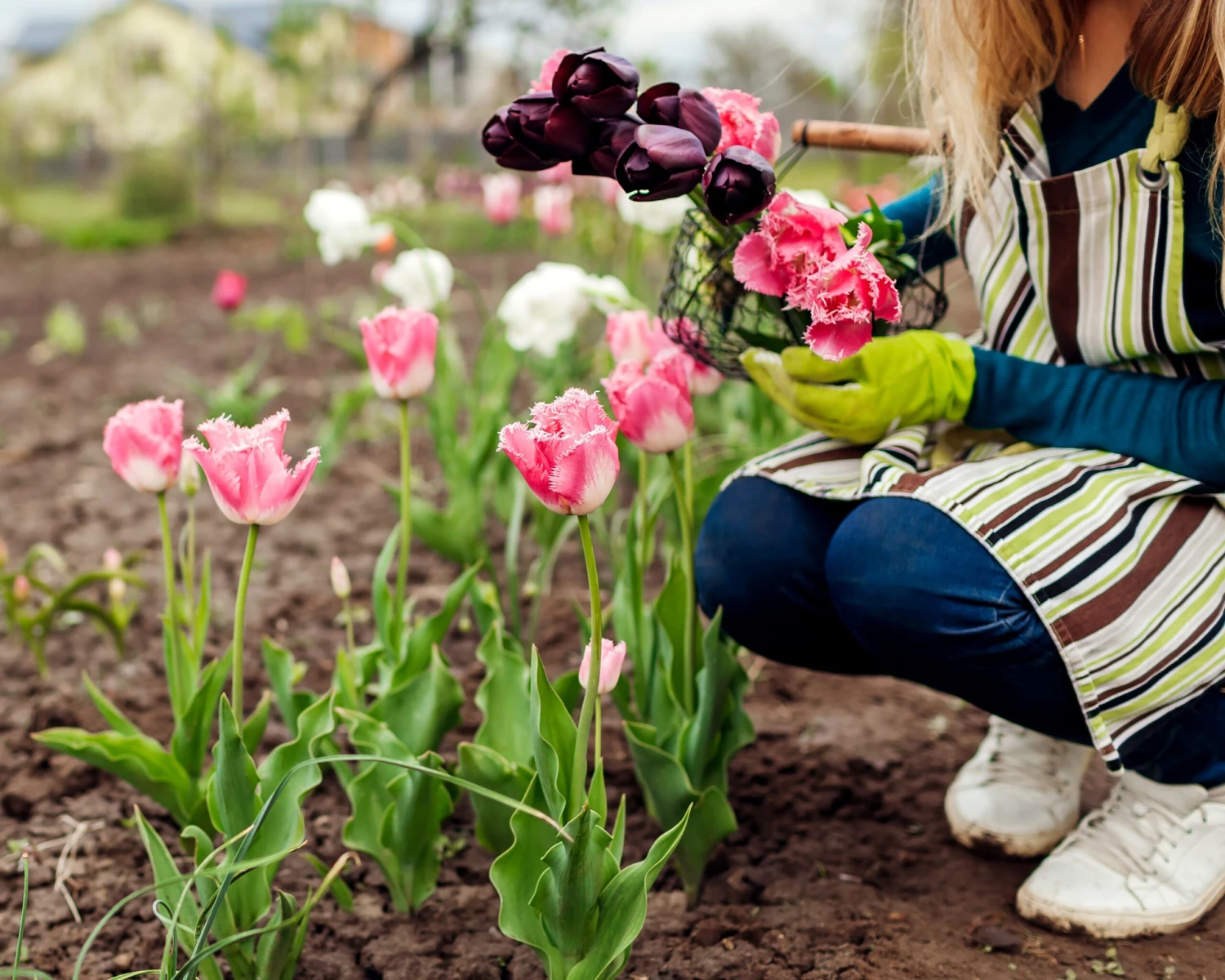 Tulip 'Fancy Frills' 6 Tulip 'Fancy Frills' - Image 4