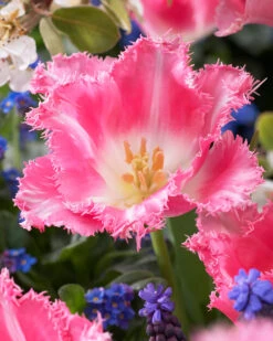 Tulip 'Fancy Frills' 15 Tulip 'Fancy Frills' -Beauty Flowers Shop tulip fancy frills 5