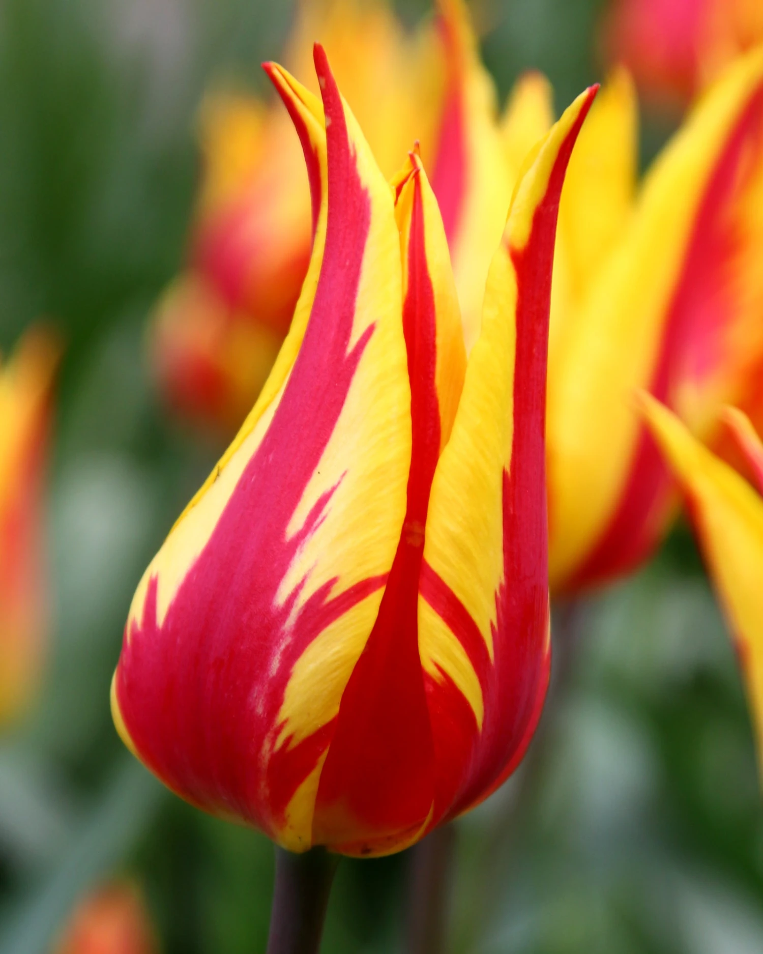 Tulip 'Fireworks' 5 Tulip 'Fireworks' - Image 3