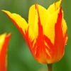 Tulip 'Fireworks' 1 Tulip 'Fireworks' -Beauty Flowers Shop tulip fireworks 1 2d63e80c 46df 4643 b473 c7a612abecde