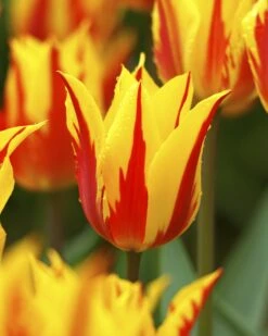 Tulip 'Fireworks' 12 Tulip 'Fireworks' -Beauty Flowers Shop tulip fireworks 2 b5548e30 da9b 42b9 8396 1c11c52f4283