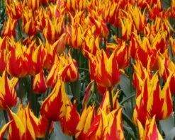 Tulip 'Fireworks' 13 Tulip 'Fireworks' -Beauty Flowers Shop tulip fireworks 4