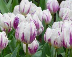 Tulip 'Flaming Flag' 17 Tulip 'Flaming Flag' -Beauty Flowers Shop tulip flaming flag 1