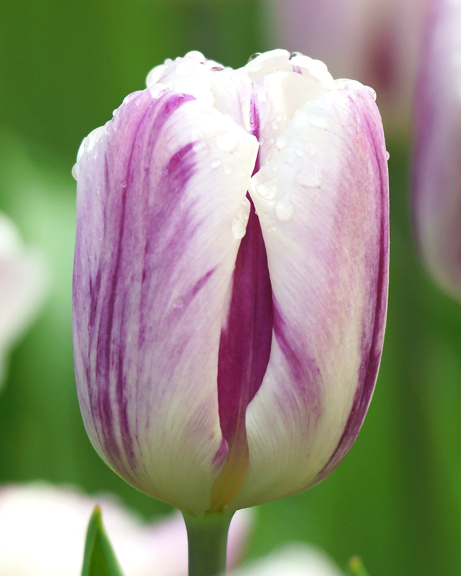 Tulip 'Flaming Flag' 3 Tulip 'Flaming Flag'