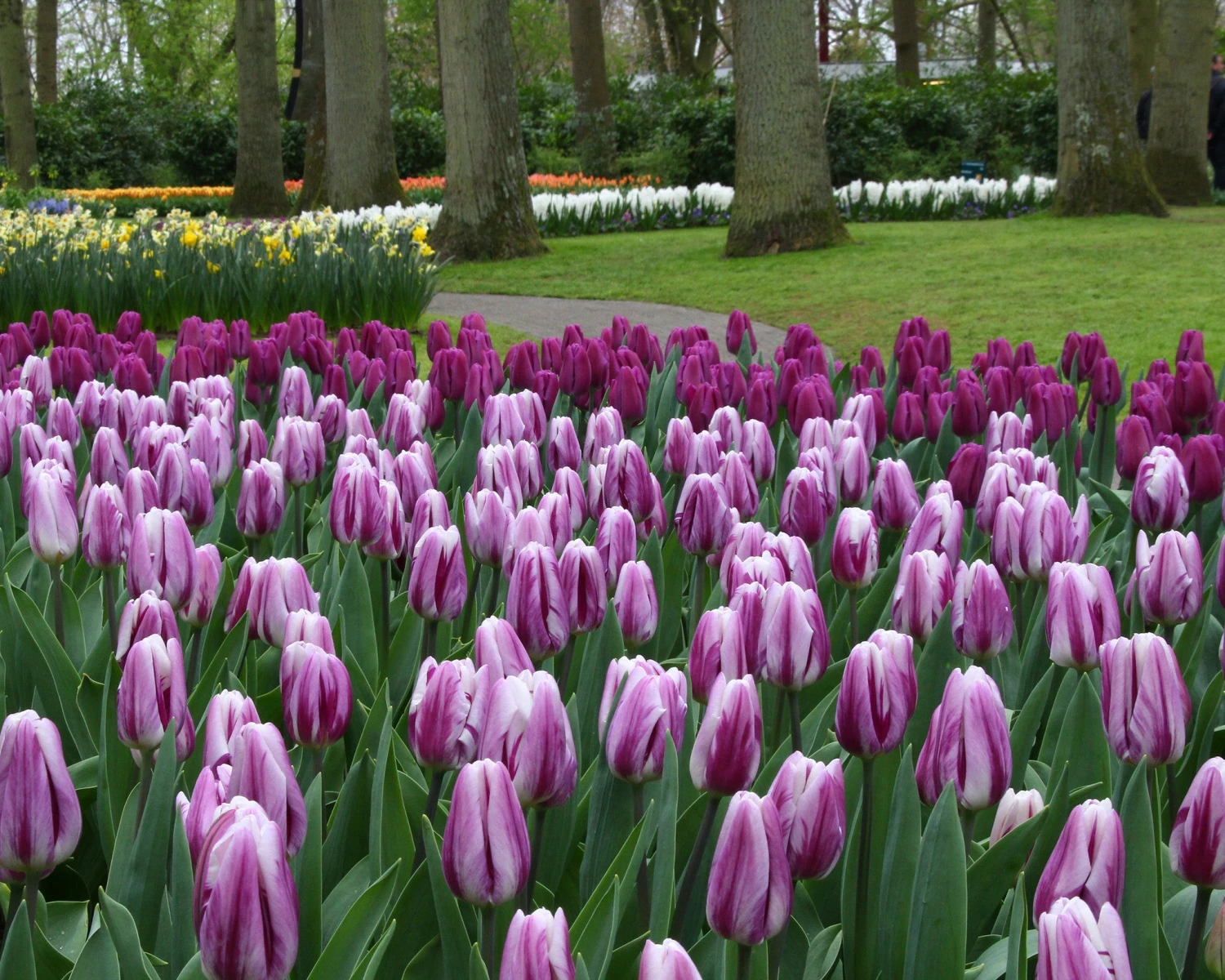 Tulip 'Flaming Flag' 4 Tulip 'Flaming Flag' - Image 2