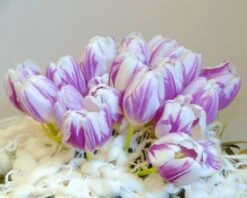 Tulip 'Flaming Flag' 16 Tulip 'Flaming Flag' -Beauty Flowers Shop tulip flaming flag 2