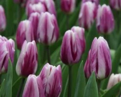 Tulip 'Flaming Flag' 15 Tulip 'Flaming Flag' -Beauty Flowers Shop tulip flaming flag 2 d16314d6 4dbc 47e1 9bb9 2d61b6341749