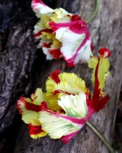 Tulip 'Flaming Parrot' 11 Tulip 'Flaming Parrot' -Beauty Flowers Shop tulip flaming parrot 0