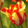 Tulip 'Flaming Parrot' 1 Tulip 'Flaming Parrot' -Beauty Flowers Shop tulip flaming parrot 10