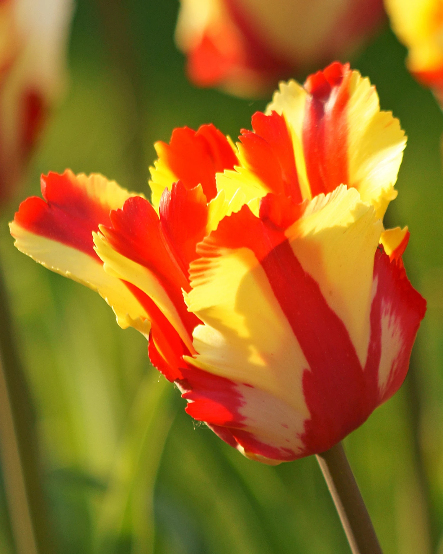 Tulip 'Flaming Parrot' 3 Tulip 'Flaming Parrot'