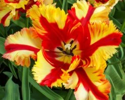 Tulip 'Flaming Parrot' 15 Tulip 'Flaming Parrot' -Beauty Flowers Shop tulip flaming parrot 11