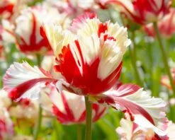 Tulip 'Flaming Parrot' 12 Tulip 'Flaming Parrot' -Beauty Flowers Shop tulip flaming parrot 2