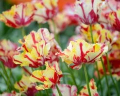 Tulip 'Flaming Parrot' 13 Tulip 'Flaming Parrot' -Beauty Flowers Shop tulip flaming parrot 4