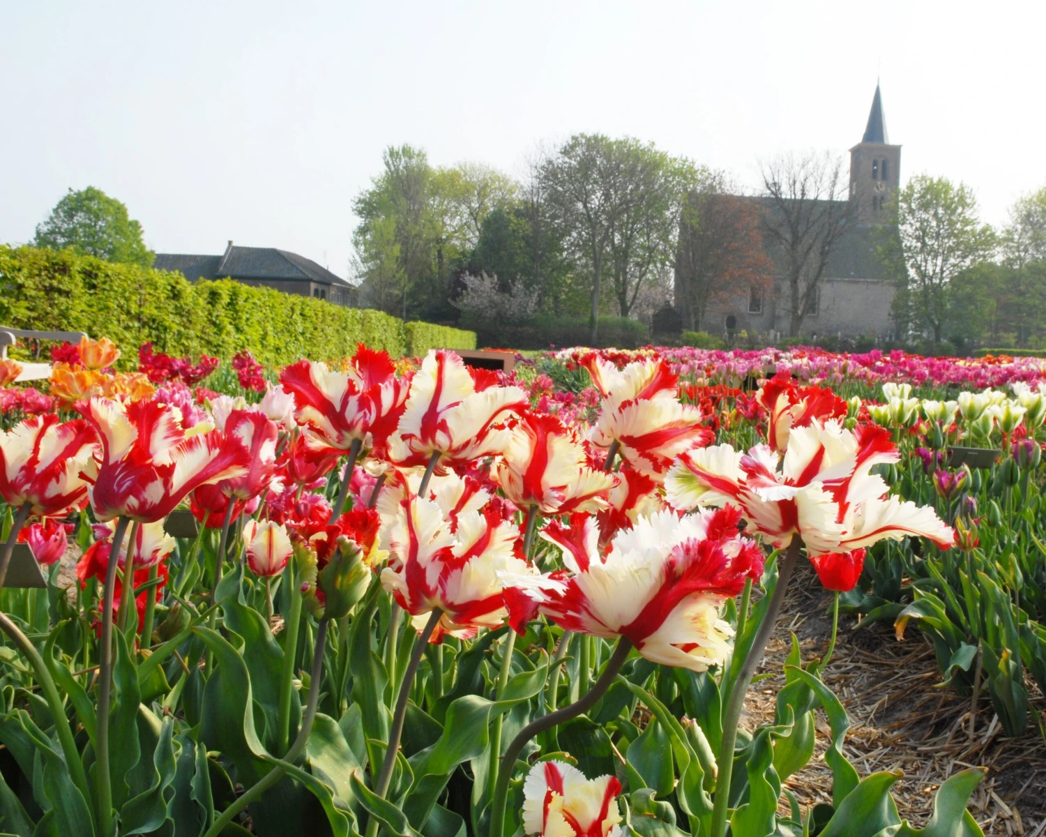 Tulip 'Flaming Parrot' 8 Tulip 'Flaming Parrot' - Image 6