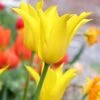 Tulip 'Flashback' 1 Tulip 'Flashback' -Beauty Flowers Shop tulip flashback 0 12d50474 0f4c 4899 87de 01e4ce3f9e1f