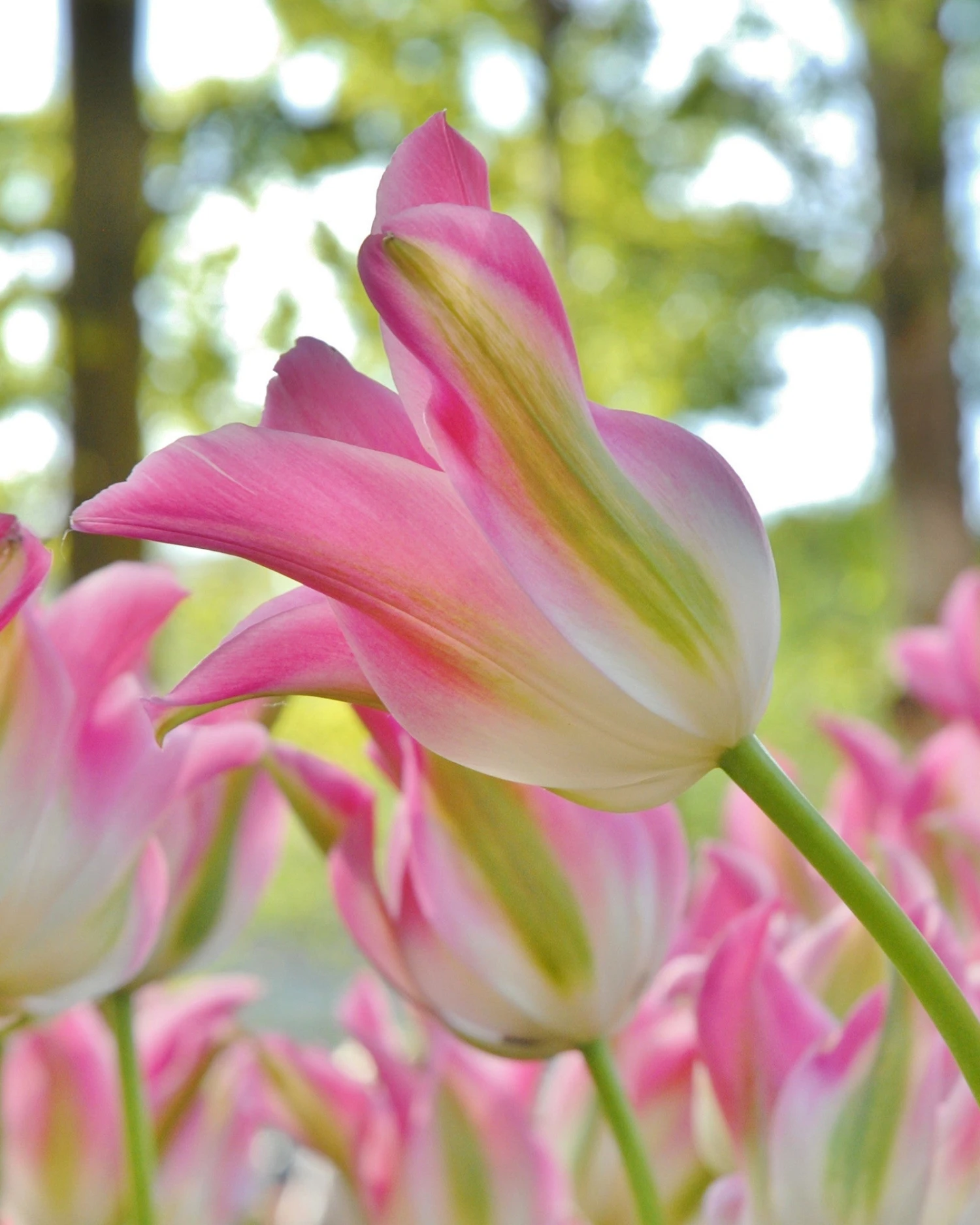 Tulip 'Florosa' 3 Tulip 'Florosa'