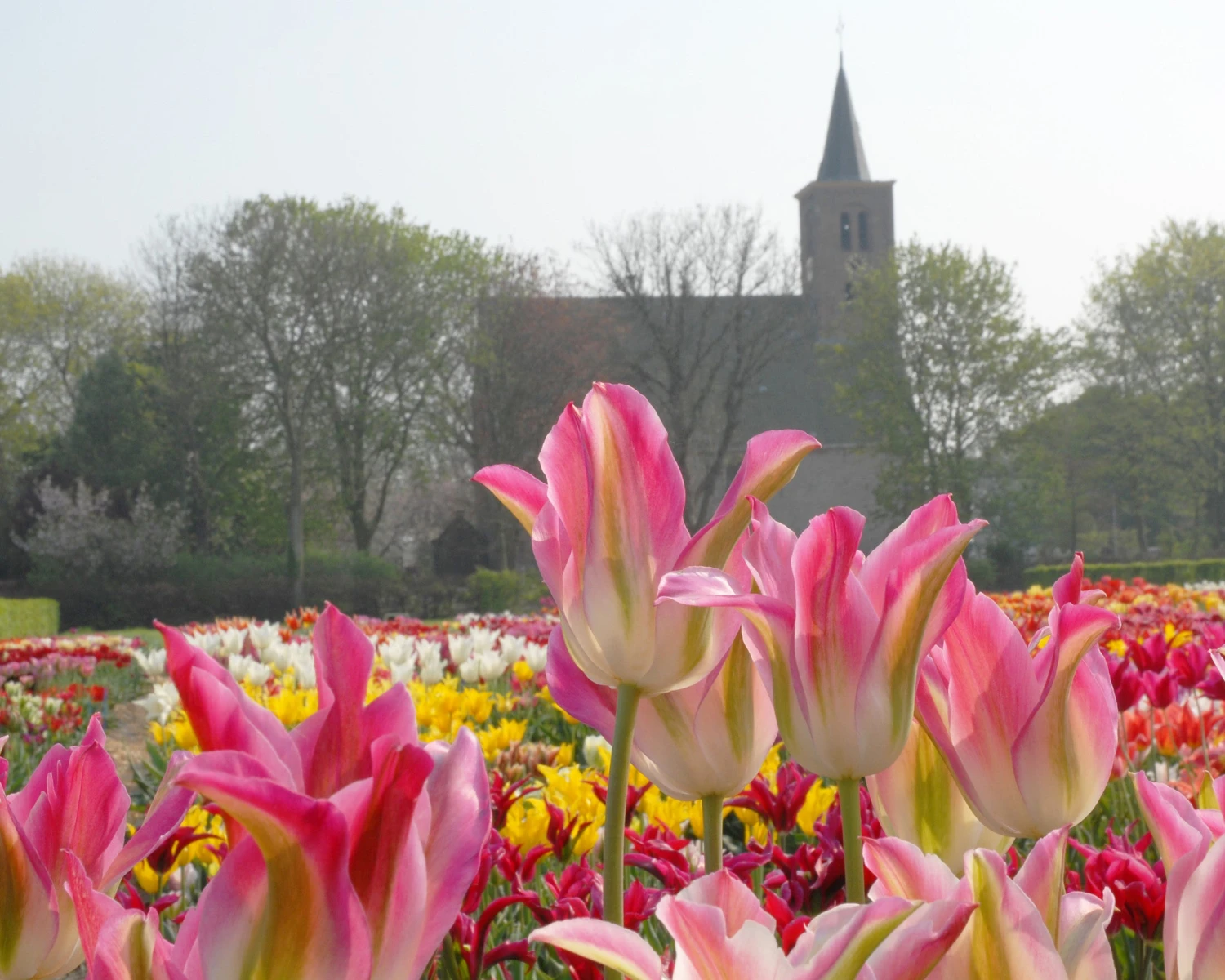 Tulip 'Florosa' 7 Tulip 'Florosa' - Image 5