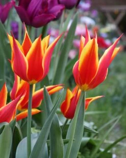 Tulip 'Fly Away' 16 Tulip 'Fly Away' -Beauty Flowers Shop tulip fly away 0