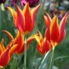 Tulip 'Fly Away' 2 Tulip 'Fly Away' -Beauty Flowers Shop tulip fly away 00