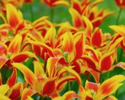 Tulip 'Fly Away' 17 Tulip 'Fly Away' -Beauty Flowers Shop tulip fly away 1