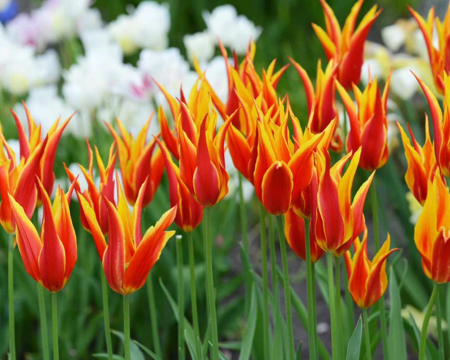 Tulip 'Fly Away' 4 Tulip 'Fly Away' - Image 2