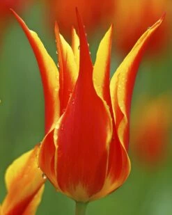 Tulip 'Fly Away' 13 Tulip 'Fly Away' -Beauty Flowers Shop tulip fly away 2 b7a96006 7784 4f51 ad10 e6ec9c550a8c