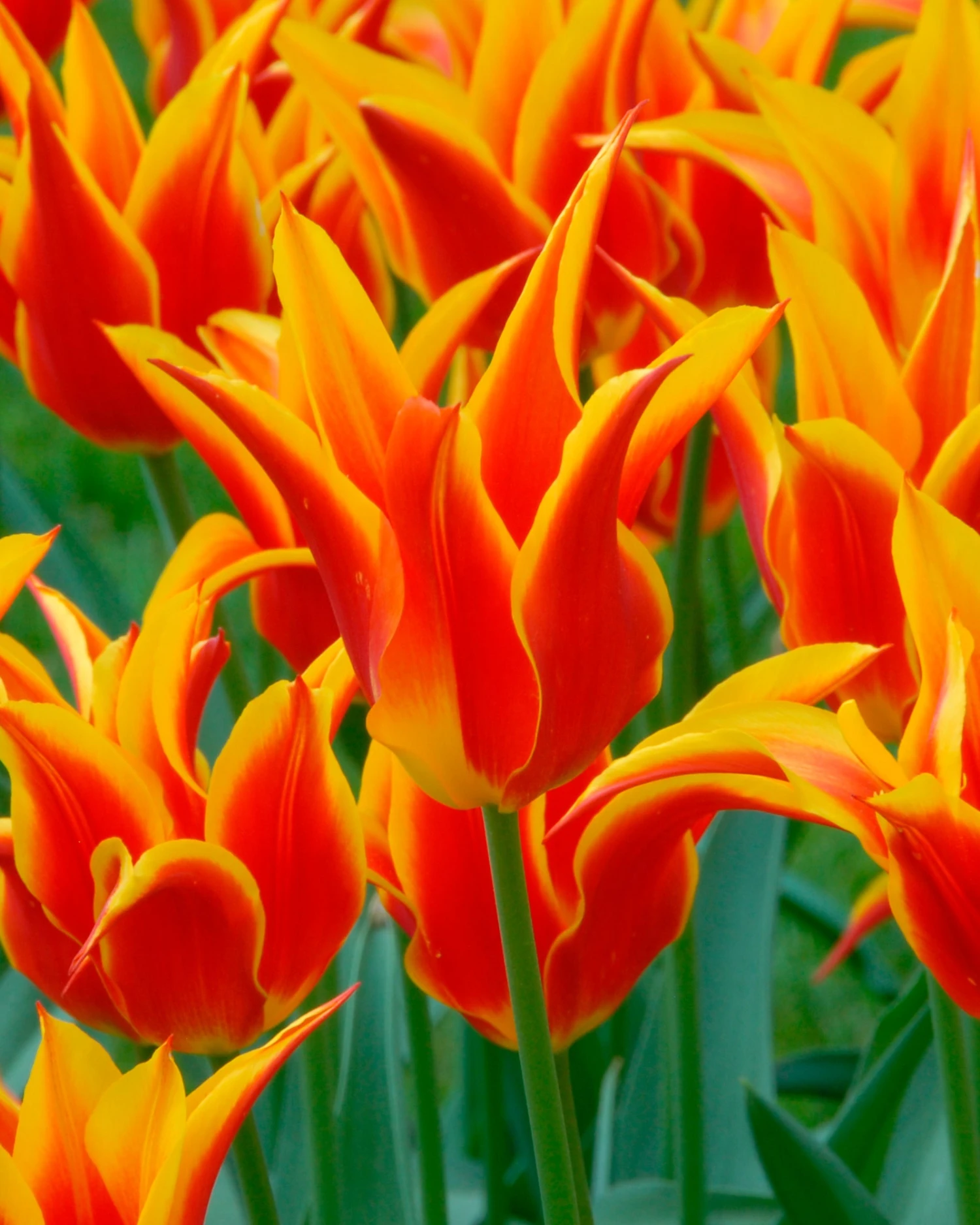 Tulip 'Fly Away' 6 Tulip 'Fly Away' - Image 4