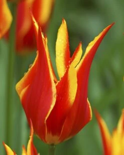 Tulip 'Fly Away' 19 Tulip 'Fly Away' -Beauty Flowers Shop tulip fly away 3 923b7a5a 3bf3 4393 9950 eabacf0d5949