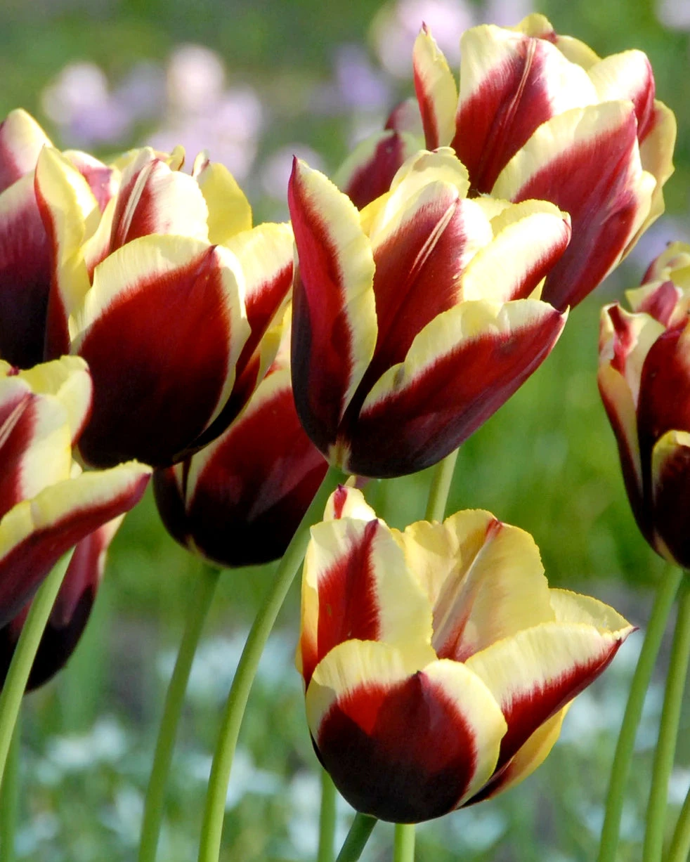 Tulip 'Gavota' 3 Tulip 'Gavota'