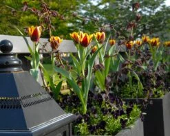 Tulip 'Gavota' 17 Tulip 'Gavota' -Beauty Flowers Shop tulip gavota 2