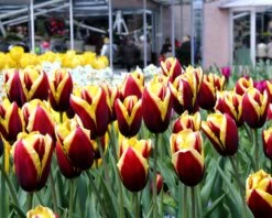 Tulip 'Gavota' 18 Tulip 'Gavota' -Beauty Flowers Shop tulip gavota 3 d25c938e eecb 4273 ba69 50396337b4ff