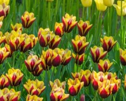 Tulip 'Gavota' 14 Tulip 'Gavota' -Beauty Flowers Shop tulip gavota 4