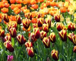 Tulip 'Gavota' 19 Tulip 'Gavota' -Beauty Flowers Shop tulip gavota 4 d98fdcb9 134b 40eb b73f 59314f00630f