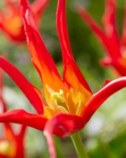 Tulip 'Go Go Red' 19 Tulip 'Go Go Red' -Beauty Flowers Shop tulip go go red 0