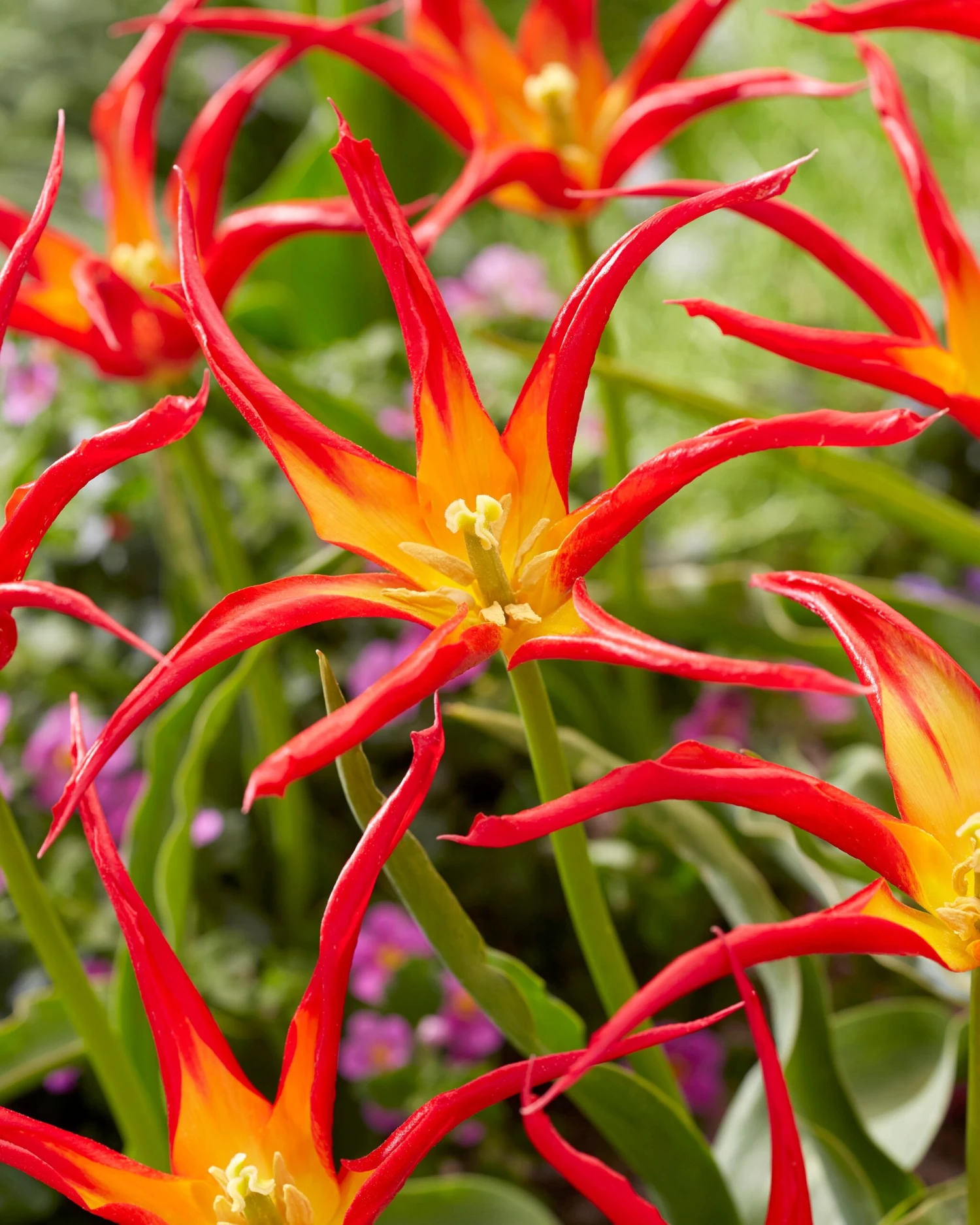 Tulip 'Go Go Red' 3 Tulip 'Go Go Red'