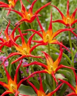 Tulip 'Go Go Red' 18 Tulip 'Go Go Red' -Beauty Flowers Shop tulip go go red 2