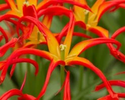 Tulip 'Go Go Red' 17 Tulip 'Go Go Red' -Beauty Flowers Shop tulip go go red 2 13296f2c 5229 4c6f 9586 cc112b875328