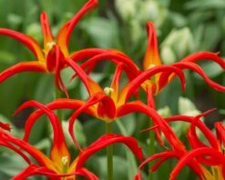 Tulip 'Go Go Red' 16 Tulip 'Go Go Red' -Beauty Flowers Shop tulip go go red 3 0ed2347b 8192 4659 8f8e c62284fb0f89