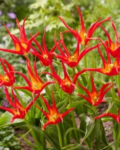 Tulip 'Go Go Red' 20 Tulip 'Go Go Red' -Beauty Flowers Shop tulip go go red 5