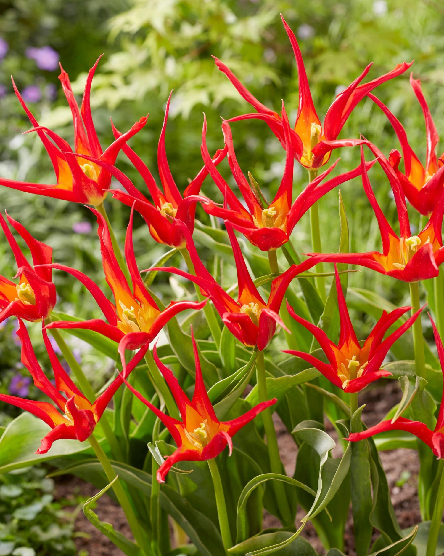 Tulip 'Go Go Red' 10 Tulip 'Go Go Red' - Image 8