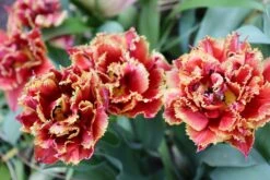 Tulip 'Gold Dust' 15 Tulip 'Gold Dust' -Beauty Flowers Shop tulip gold dust 0