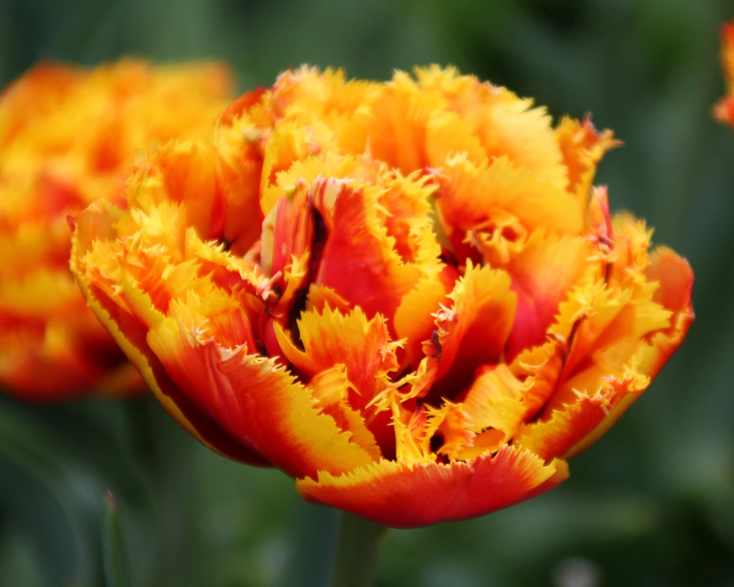 Tulip 'Gold Dust' 4 Tulip 'Gold Dust' - Image 2