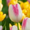 Tulip 'Graceland' 1 Tulip 'Graceland' -Beauty Flowers Shop tulip graceland 1