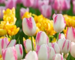 Tulip 'Graceland' 12 Tulip 'Graceland' -Beauty Flowers Shop tulip graceland 2